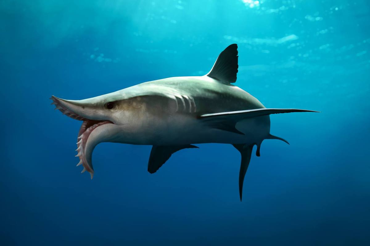 Los tiburones son mamiferos